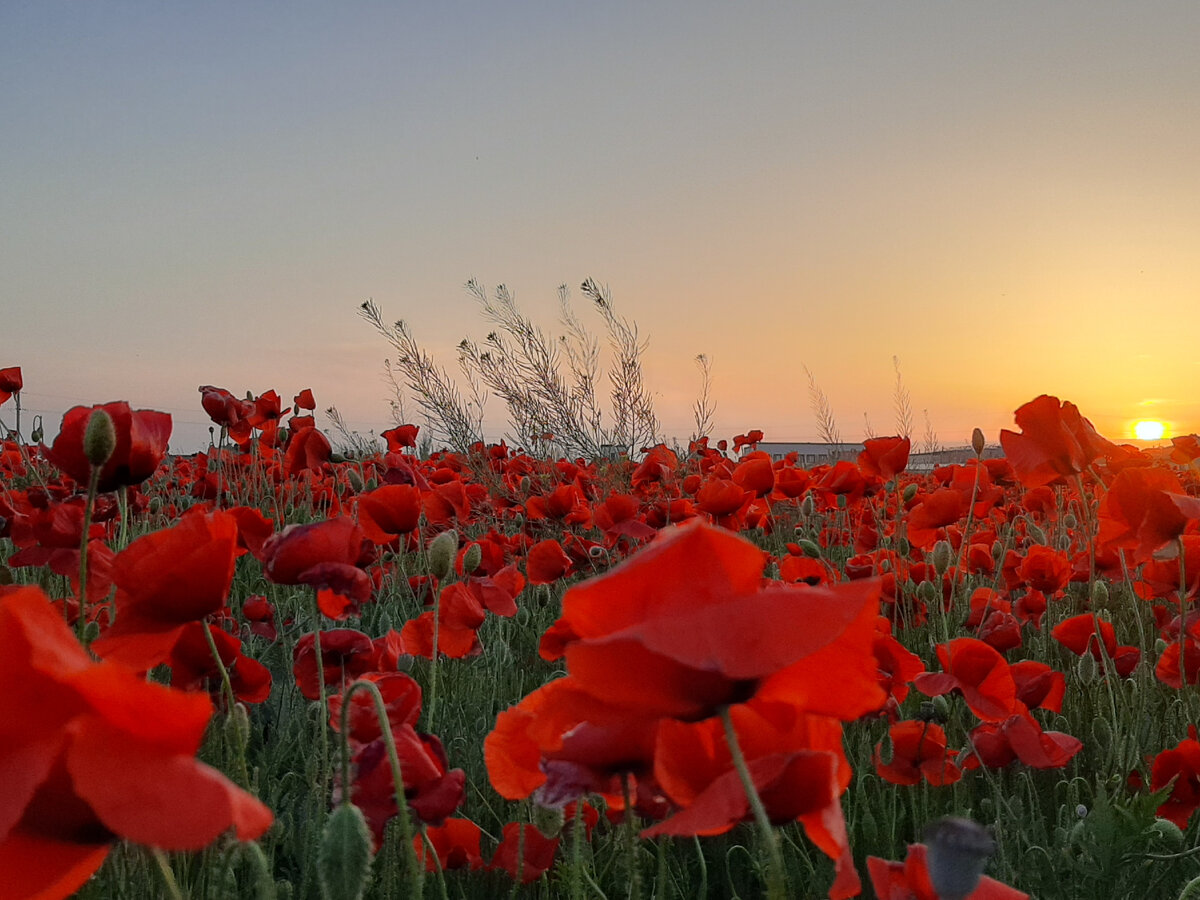 Цветение маков. Май 2021, Уютное.