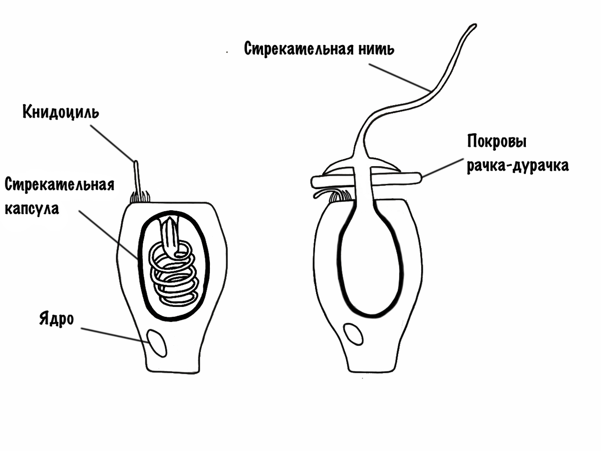 Здесь я изобразил один из видов книдоцитов, который называется пенетрант. Когда жертва задевает чувствительный вырост(книдоциль), то стрекательная капсула выстреливает нитью, которая пробивает покровы жертвы. Далее в жертву поступают яды, например, нейротоксины.