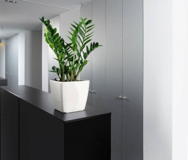 Замиокулькас в офисе