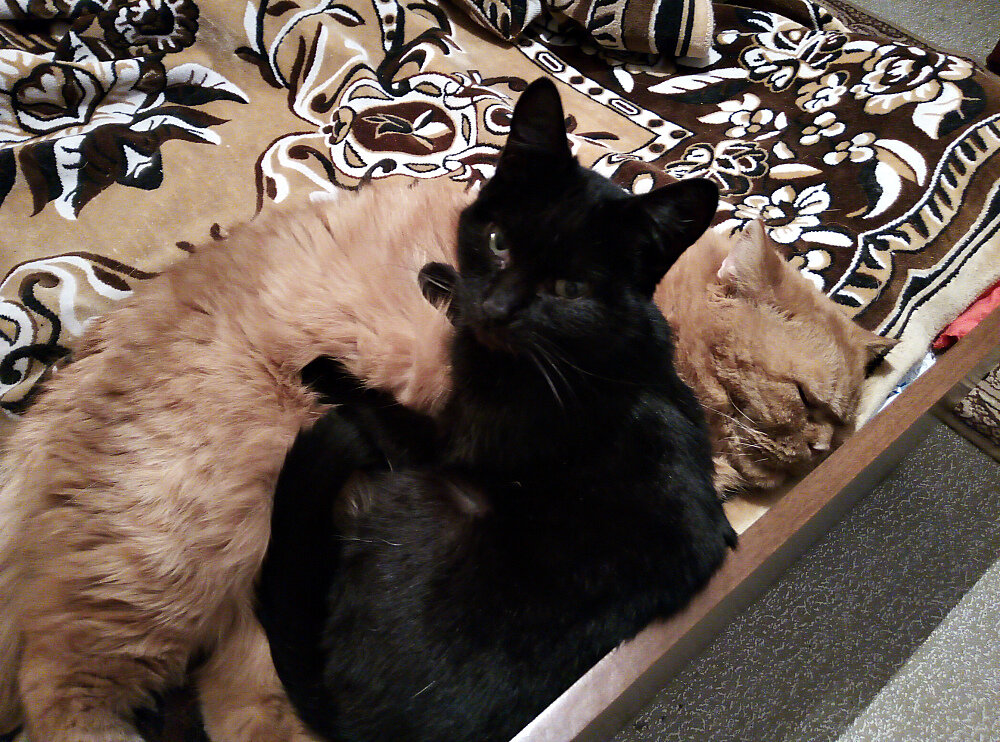 Рыженький и черненький