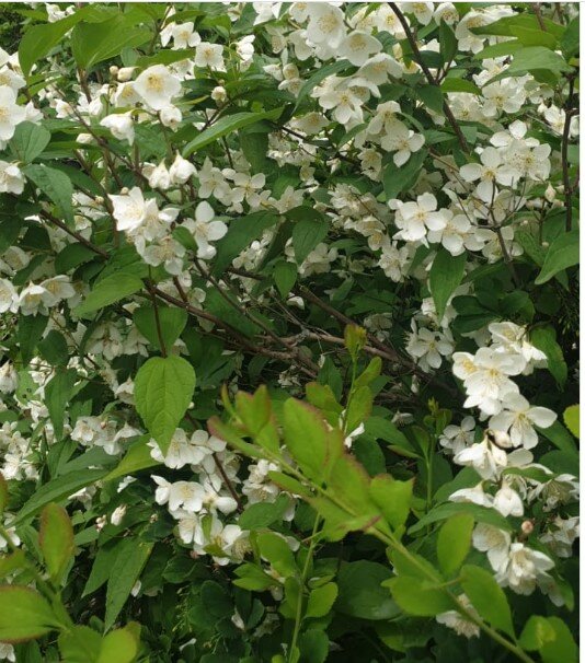 Чубушник возле крыльца