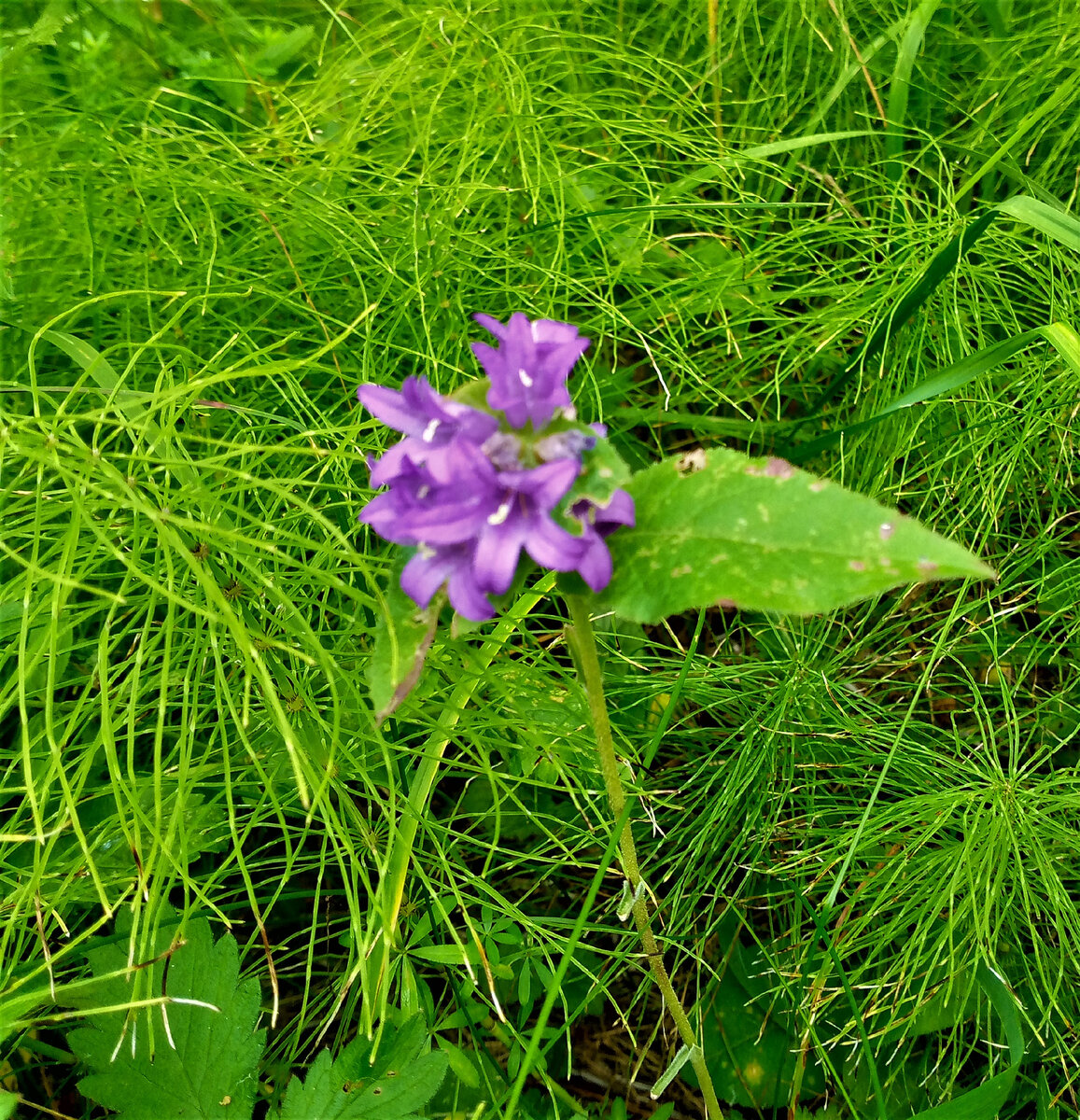 Одинокий хрупкий цветок на празднике жизни. Фото автора канала.