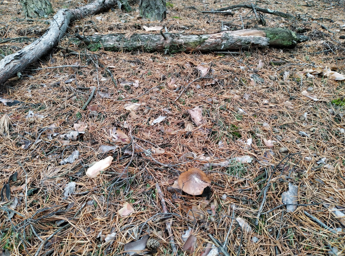 Маслят море!