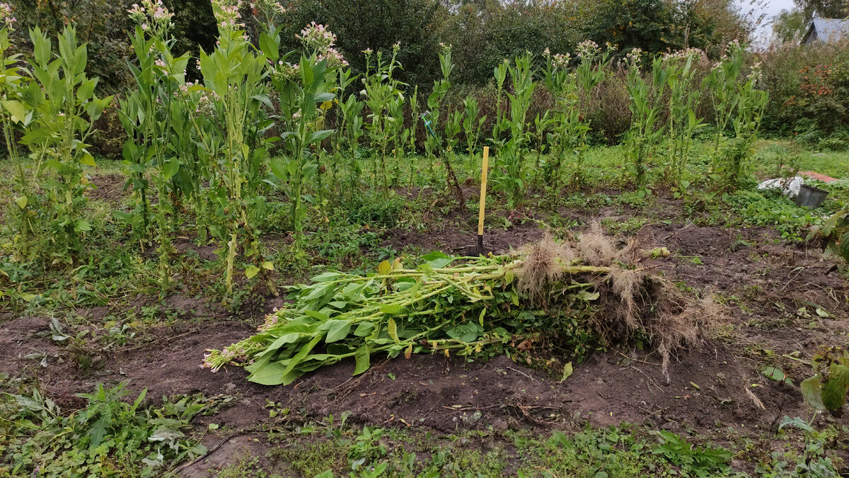 Корчуем. Руками не выбирались пришлось лопатить