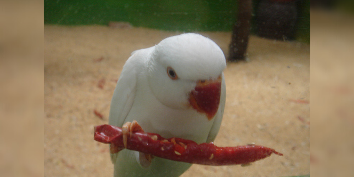 Попугай есть перец. Фото с сайта - https://clck.ru/Yjdss