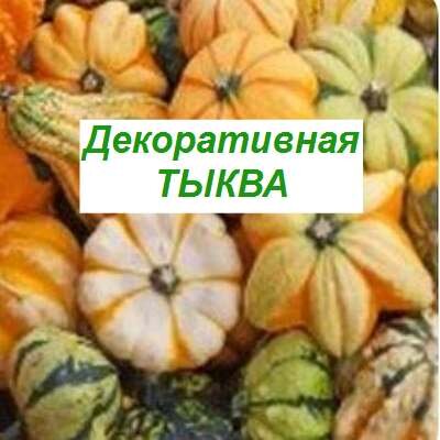 Выращивание декоративной тыквы