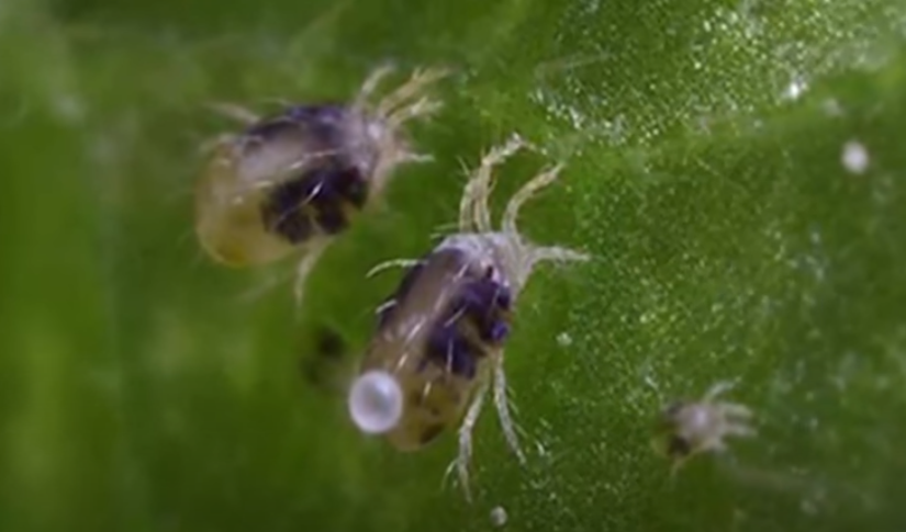 Паутинный клещ