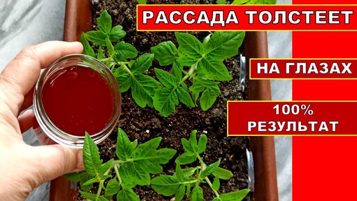 РАССАДА ТОЛСТЕЕТ НА ГЛАЗАХ! ОРГАНИЧЕСКАЯ ПОДКОРМКА РАССАДЫ ТОМАТОВ