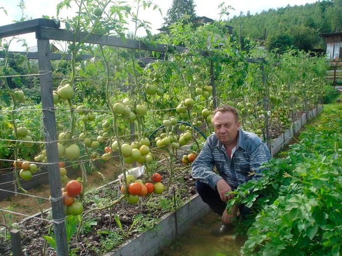 Огород, где все растет. Интересные идеи