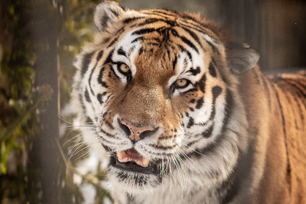 Тигр Амур, в Сахалинском зоопарке