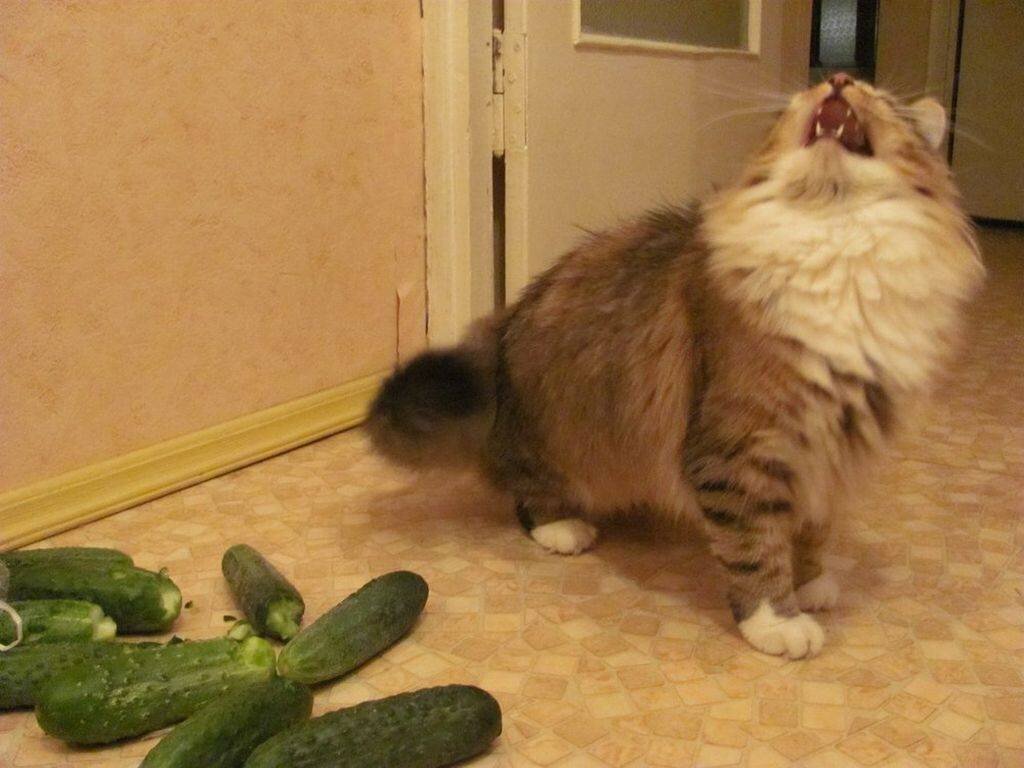 Кошки боятся огурцов. Кот и огурец. кот испугался огурца. коты боятся огурцов. кот огурчик.