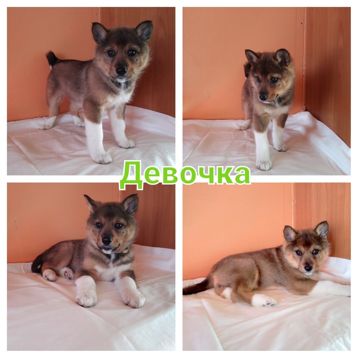 Агаша