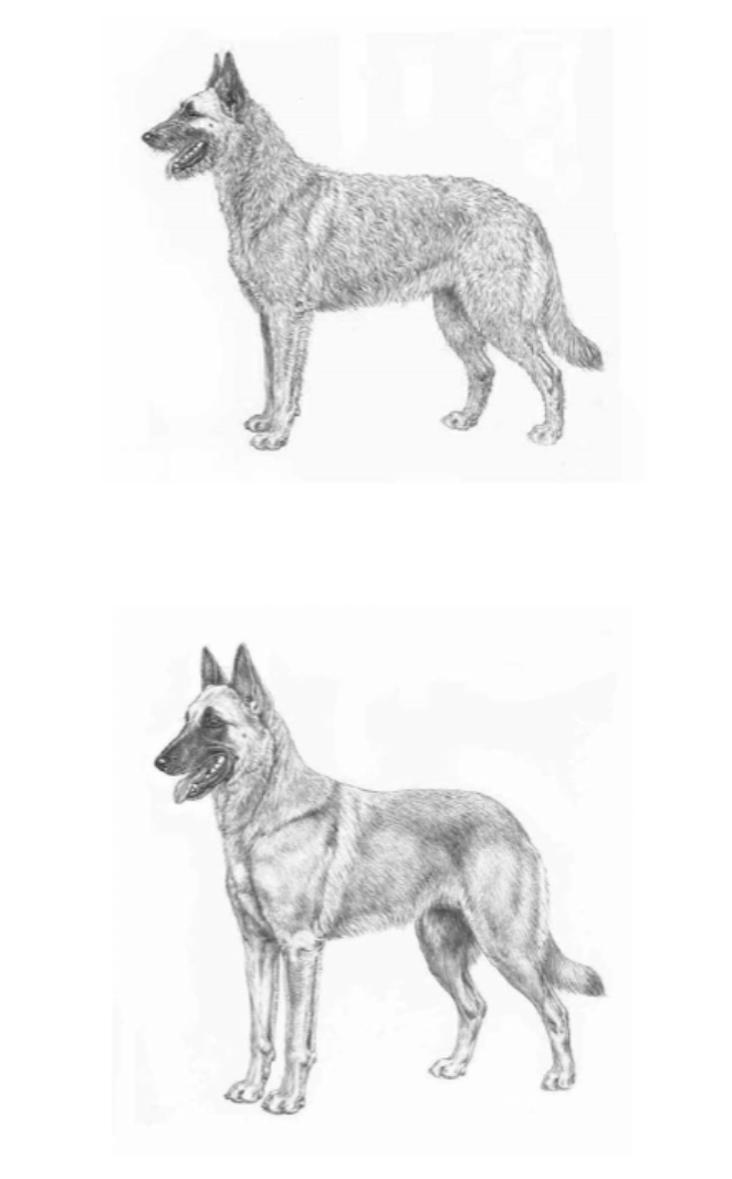 Лакенуа и Малинуа