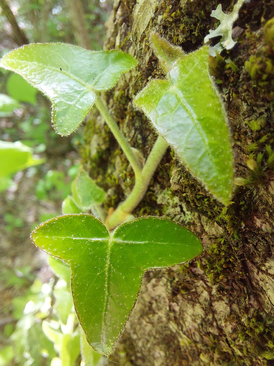 Мы отправились на поиски водопада Серебряные струи! Вот что мы встретили по пути туда