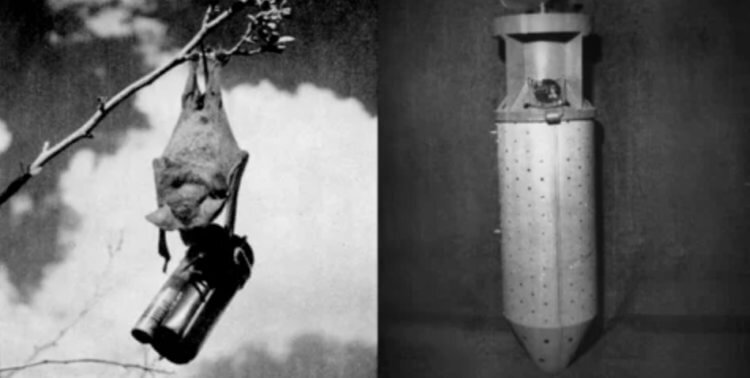 Фотография «мышиной бомбы»