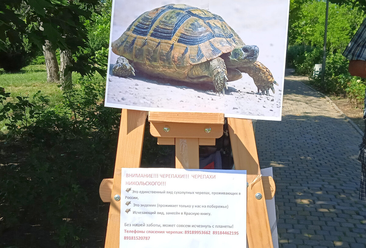 Внимание! Черепахи Никольского!