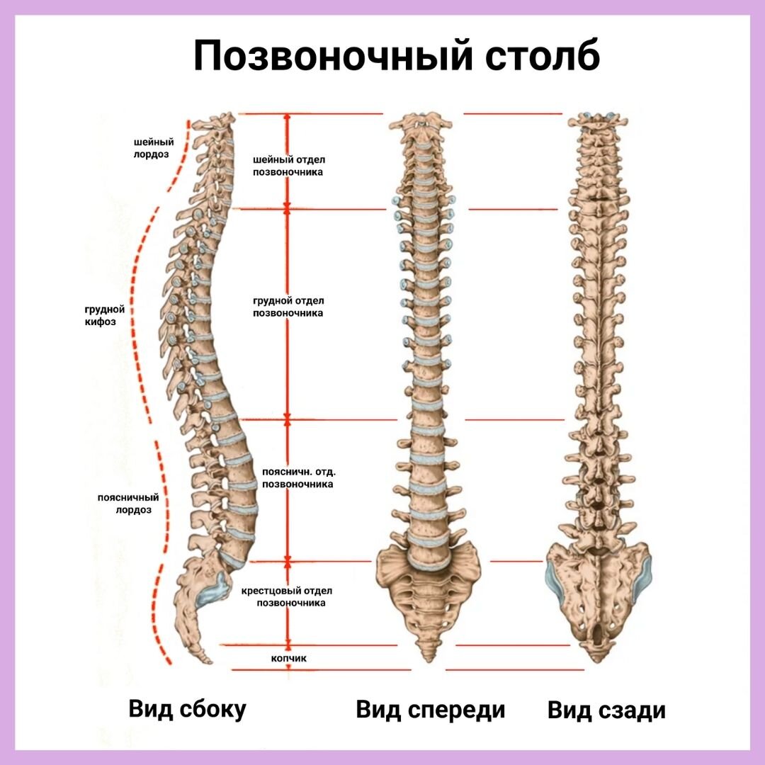 Физиологические изгибы позвоночника | Сколио центр | Дзен