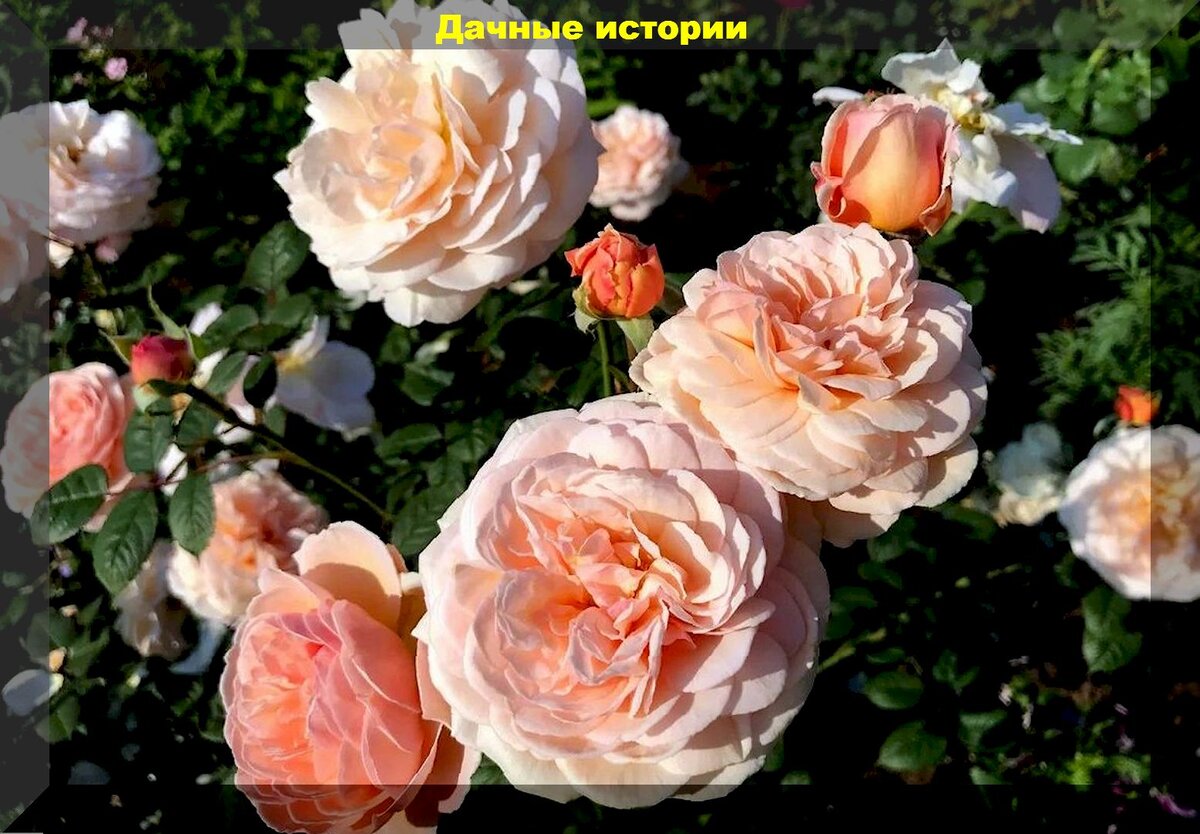 https://vk.com/photo-159774511_457254881. Роза "Чарльз Остин".