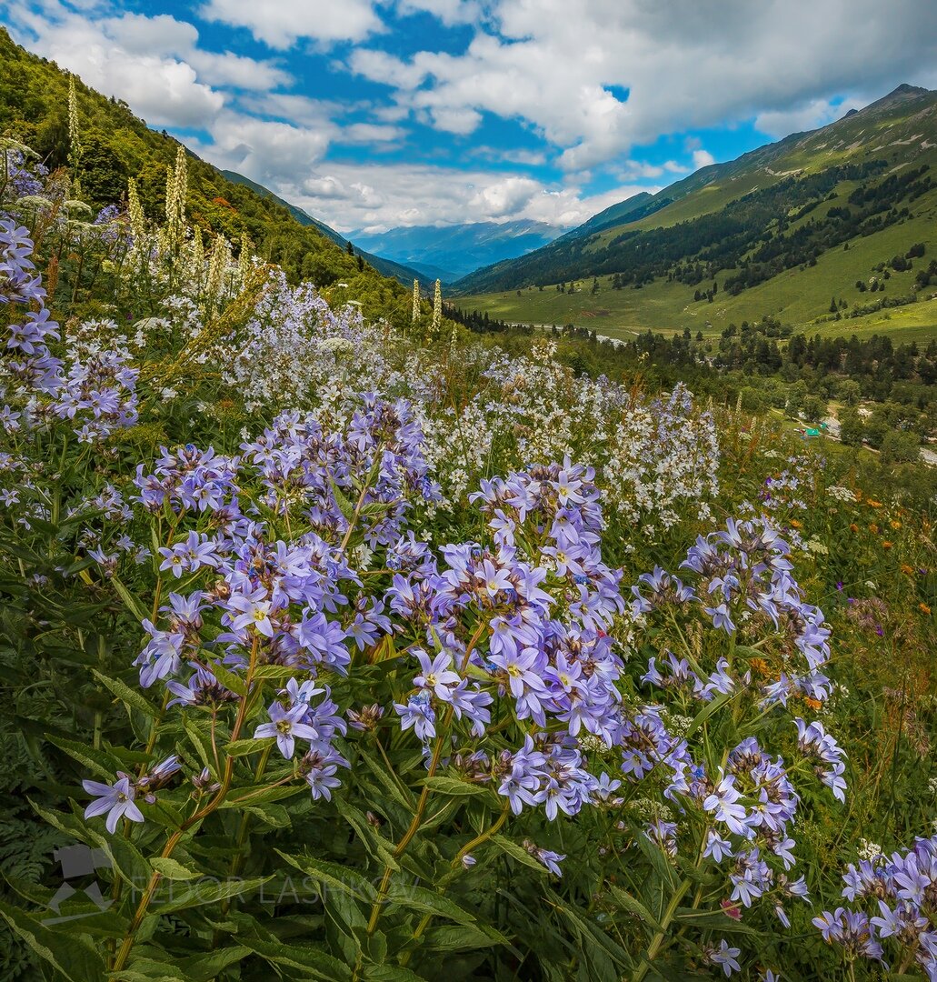 названия и фото горных цветов