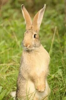 Кролик или заяц? 