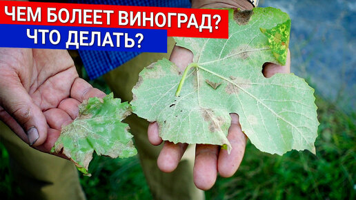 Чем болеет виноград? Что делать?