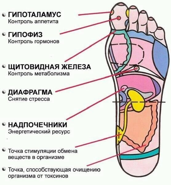 Био активные точки на стопах