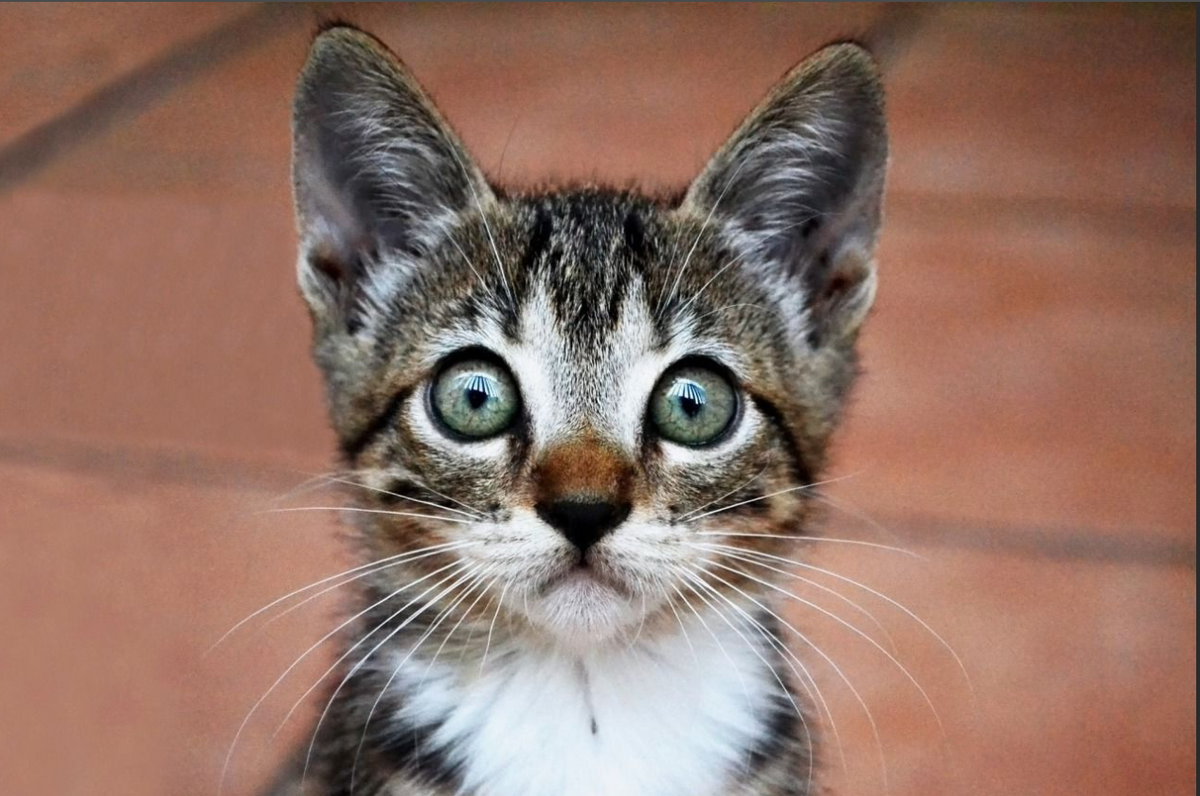 яндекс фото