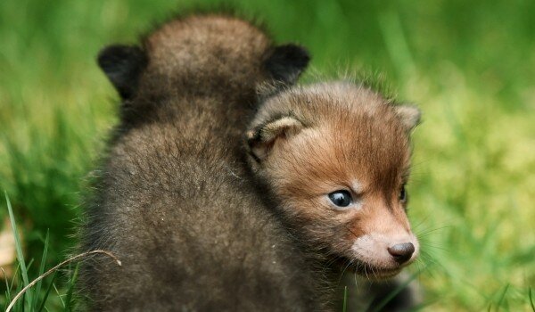 фото: РИА Новости/Константин Михальчевский