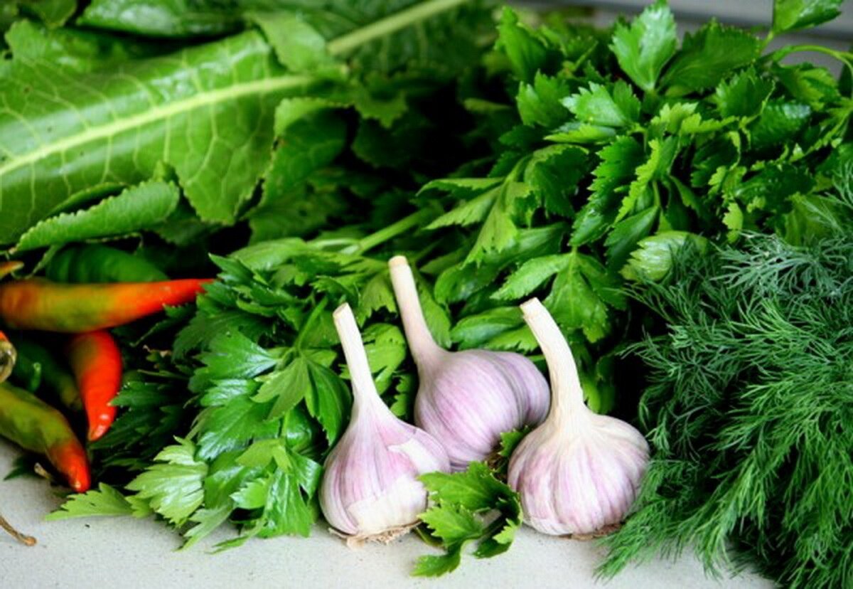 Укроп, кинза, сельдерей