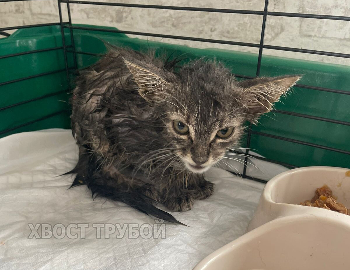 Взъерошенный котенок