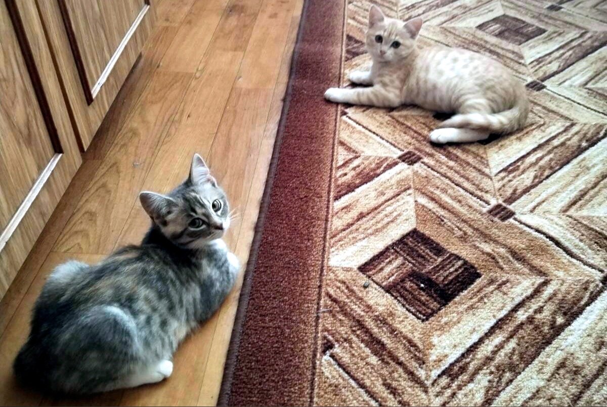 Пара котят - двойной позитив в доме!