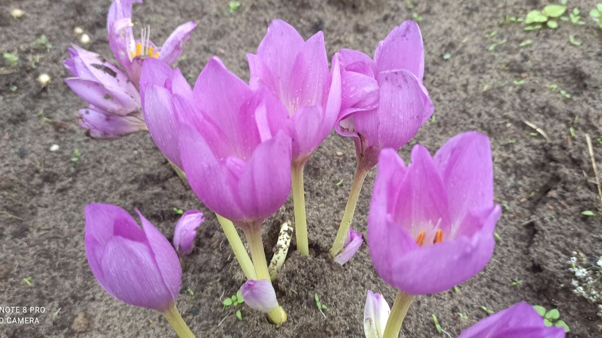 Безвременник великолепный Colchicum speciosum Stev