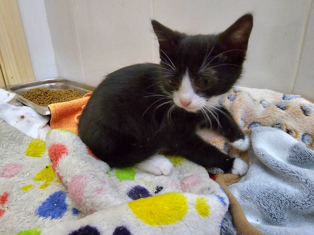 Остальные котята там так и остались лежать. Дыхания уже в них не было ...