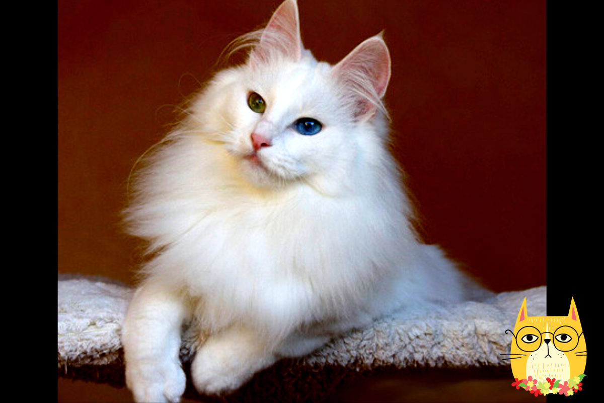 Элегантная Ангорская кошка: виды, характер, уход | КОШАЧЬИ ХИТРОСТИ | Дзен