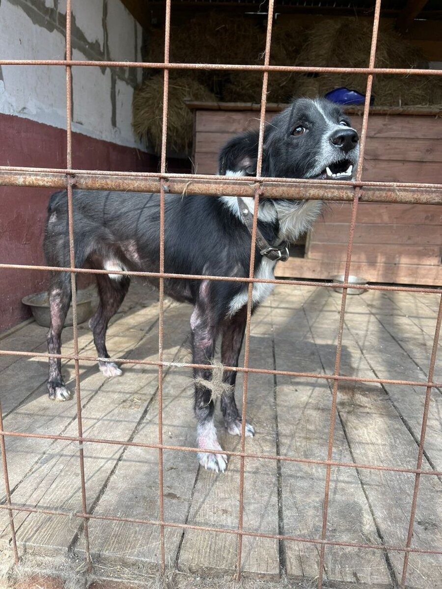Если Вы хотите познакомиться с Мейзи, напишите пожалуйста на вотсап 89055321236. Он лысеет, ему очень нужно лечение и хорошая семья!!!
