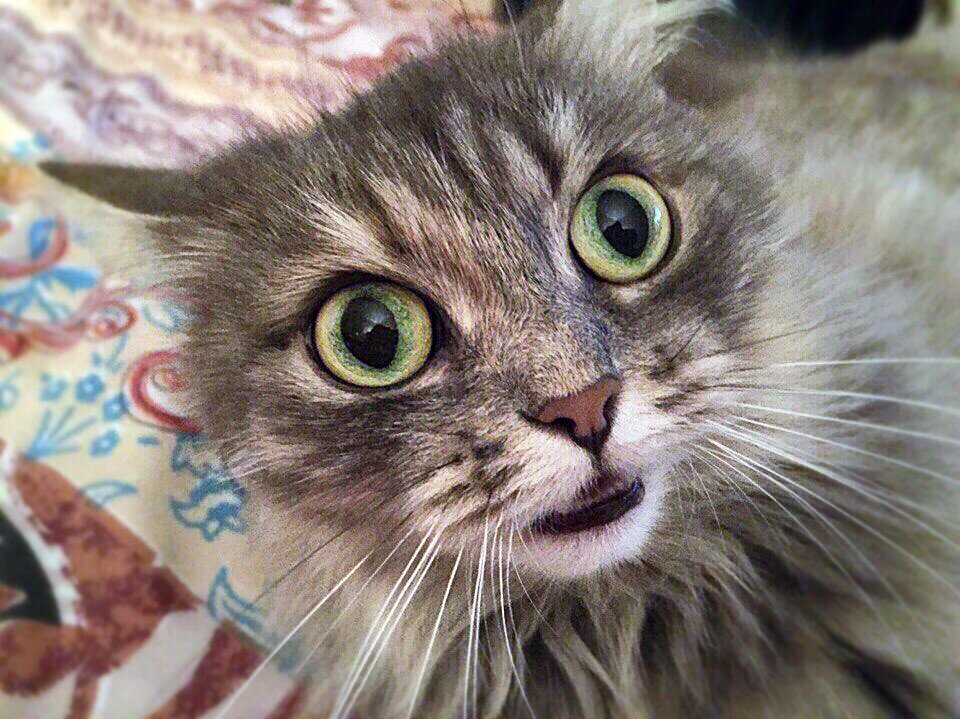 Смешанные чувства: от радости до страха. Из открытых источников в Интернете.