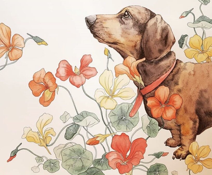 Красота настурции вдохновляет художников