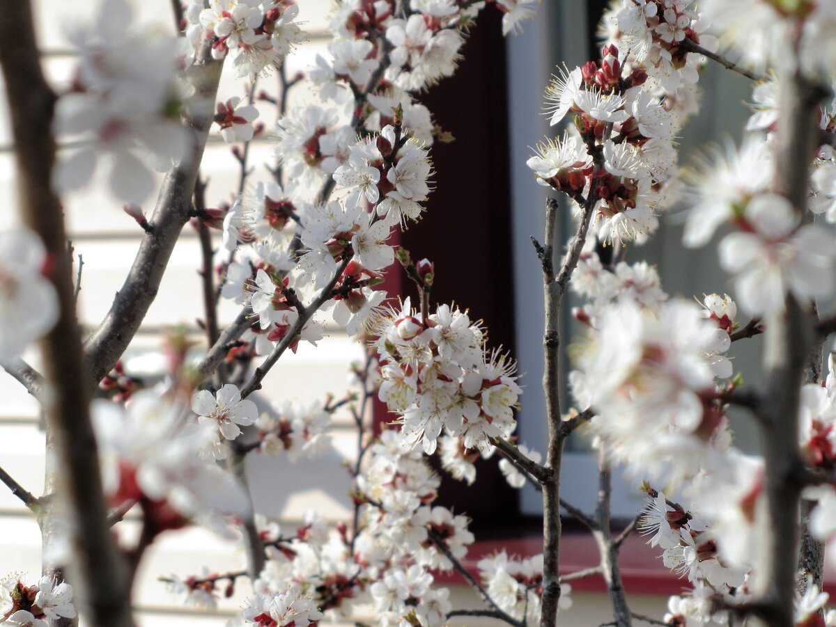 Весна... Вид из окна первого этажа... Начинаются сезонные хлопоты и в школе