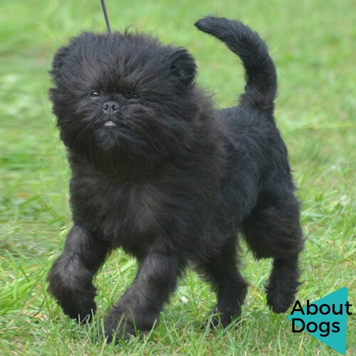 Аффенпинчер