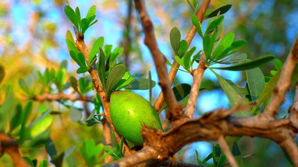 https://pixabay.com/photos/argan-fruit-oil-cosmetic-morocco-869756/