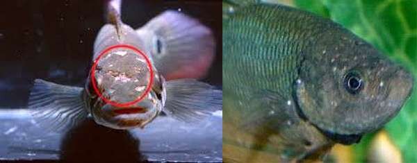 Фото: Ихтиоспоридиоз