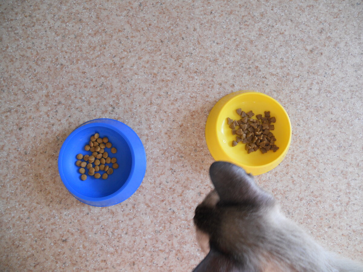 Какой же корм выбрать?