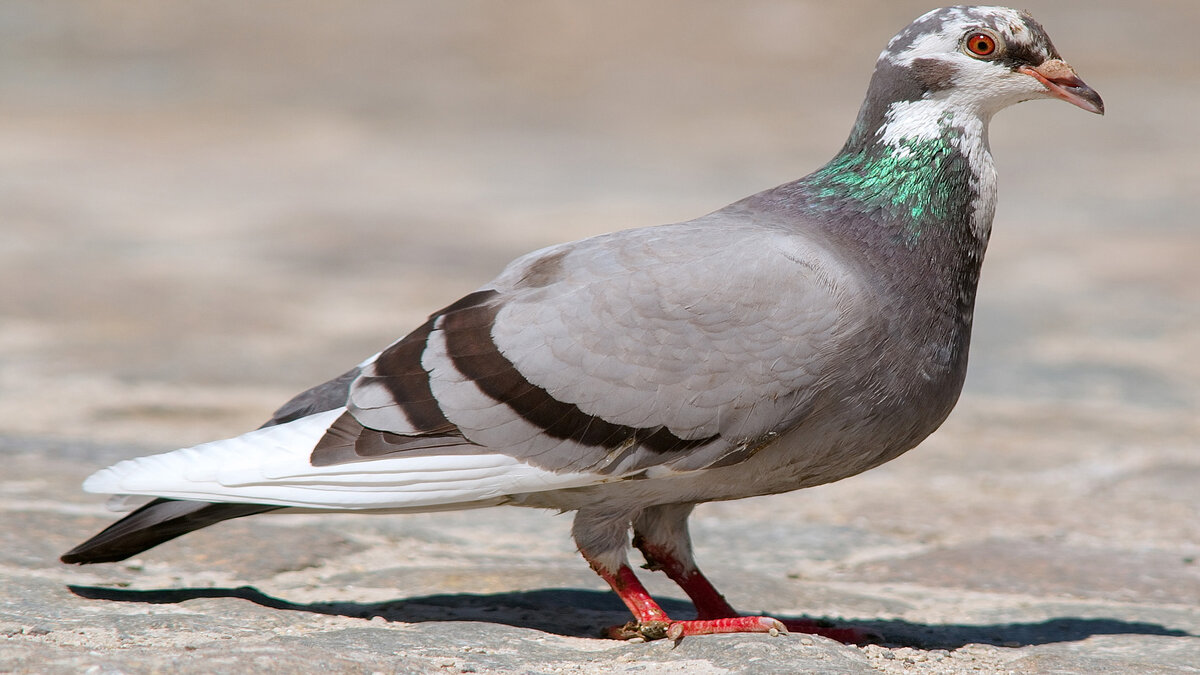 Фото взято из интернета