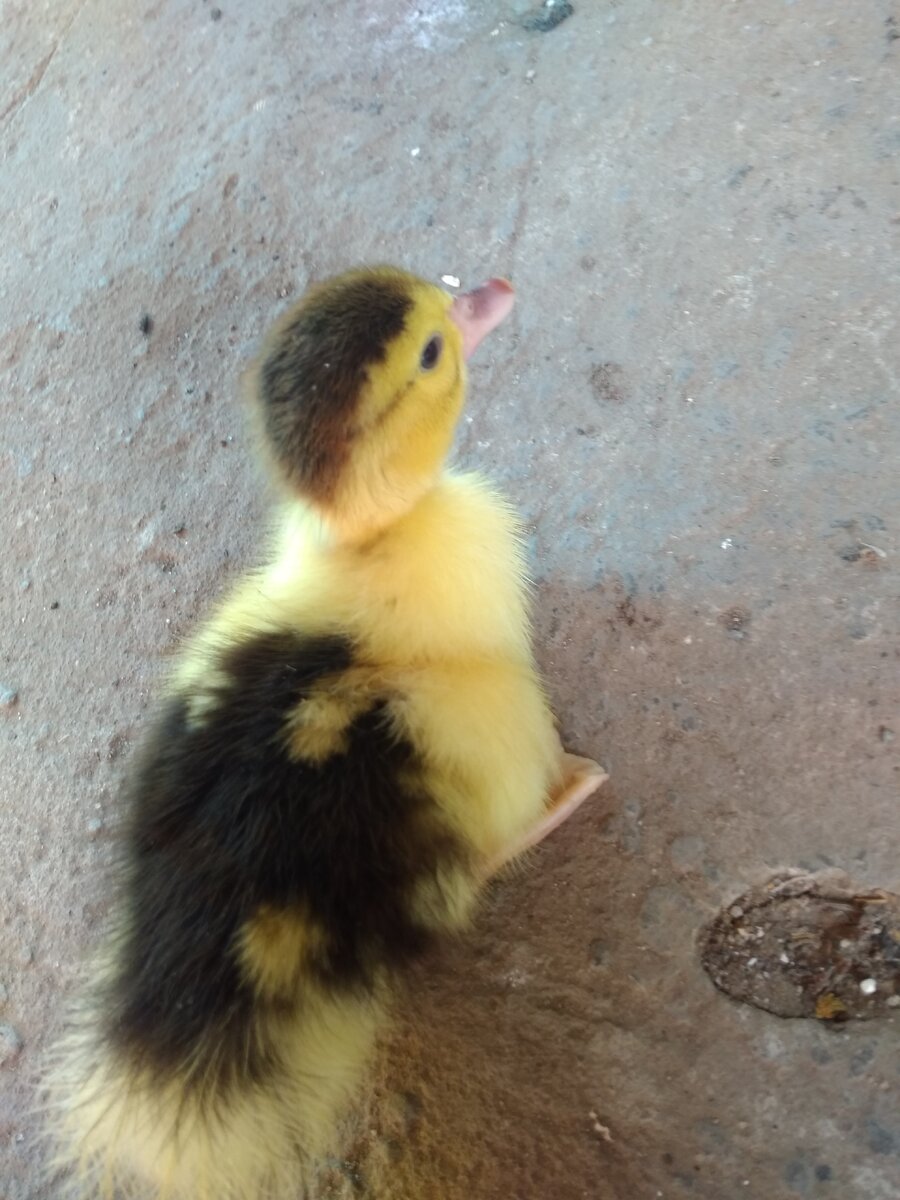 Утенок Amistad