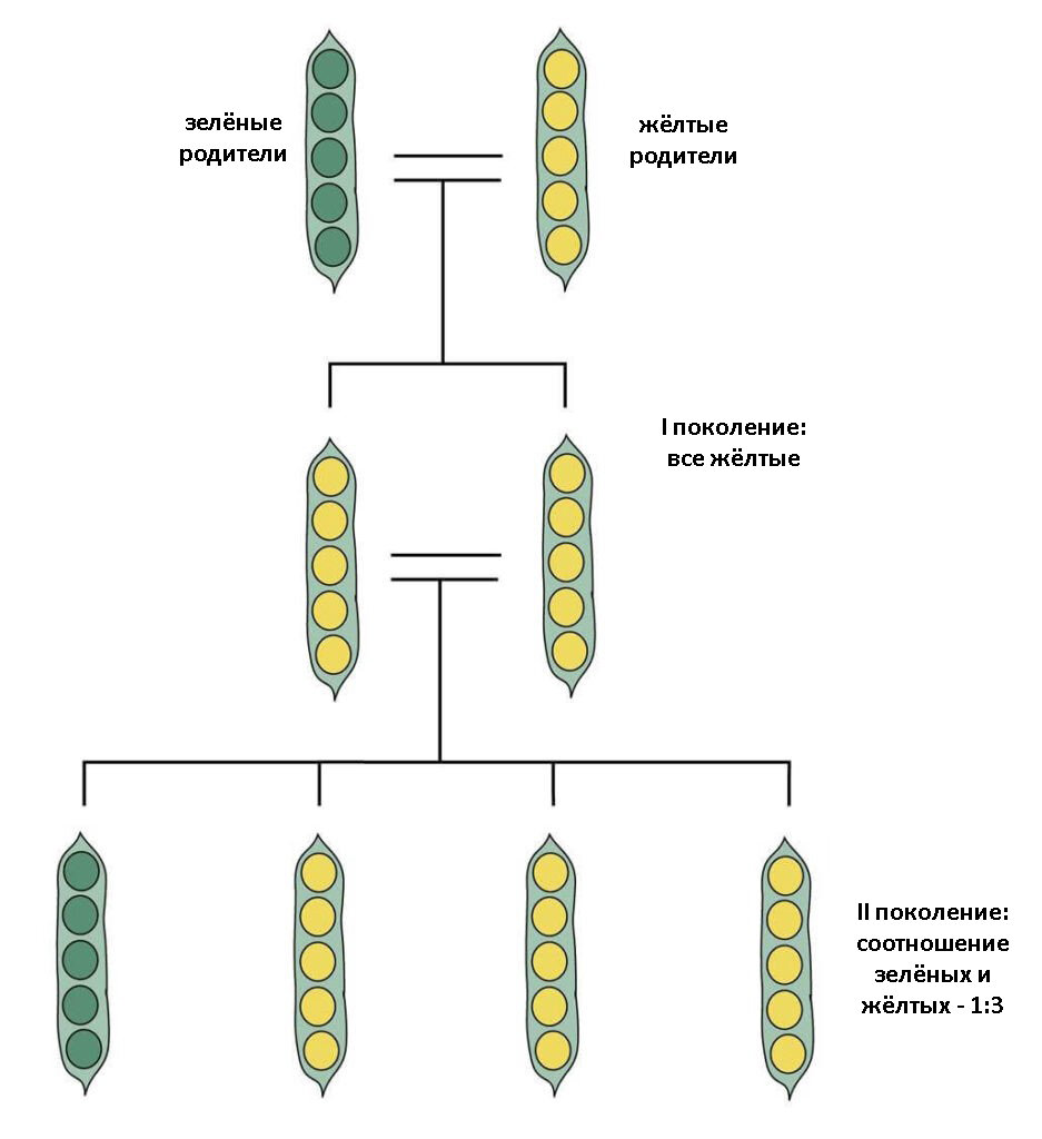 Опыт менделя с горохом схема скрещивания - фото