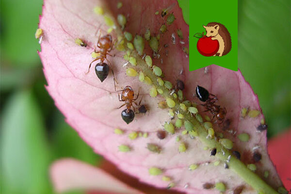 Фото: https://castos.ru/wp-content/uploads/2015/07/muravi-pasut-tlju.jpg