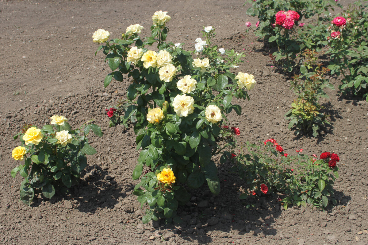 Июльский цветник  постоянно нуждается в заботе. 
Фото Натальи НЕТКАЧЕВОЙ «БВ»