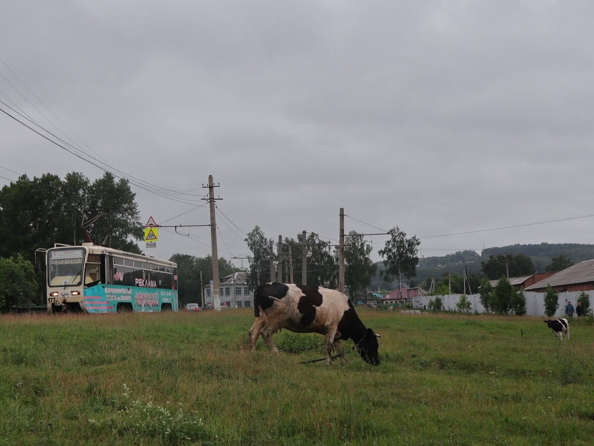  Наверное, одно из лучшего что есть в городе Прокопьевск.
Потому что, объективно, системка вполне себе в хорошем состоянии. Пути ровные, большой процент новых вагонов. Ходят трамваи очень часто - прям совсем-совсем, даже в выходной день интервал 5-10 минут. Скорости тоже вполне приличные, хотя можно и побыстрее. Но в рядом расположенном Новокузнецке со всем этим намного хуже.


