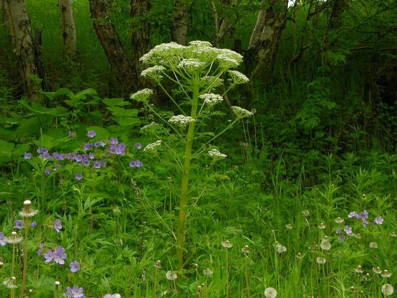 Курай - описание сорта, фото, саженцы, посадка, особенности ухода. Дачная энциклопедия.