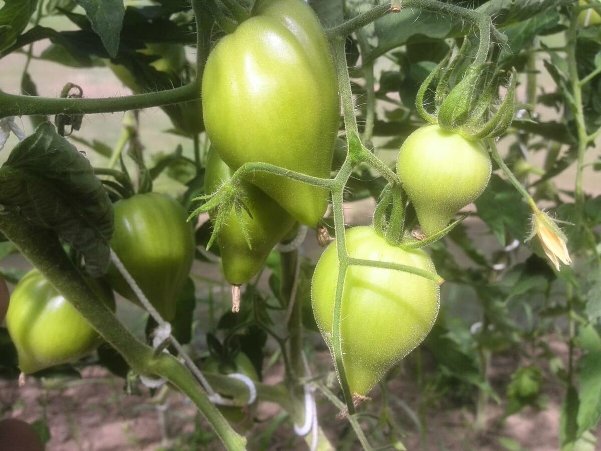 Чем полить томаты для роста плодов в теплице
